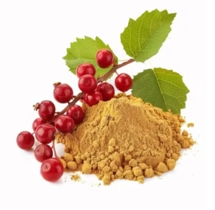 Schisandra fruit and powder illustration